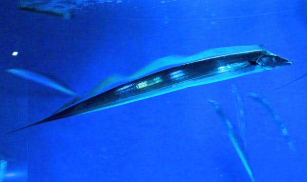 銀色の体で立ち泳ぎ 水族館の人気者タチウオ Nikkei Style 銀色の体で立ち泳ぎ 水族館の人気者タチウオ Nikkei Style