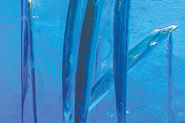 ゼラチン質の卵帯 長さ10メートルにも 東日本でよく獲れるキアンコウ 冬場の鍋の Nikkei Style ゼラチン質の卵帯 長さ10メートルにも 東日本でよく獲れるキアンコウ 冬場の鍋の Nikkei Style