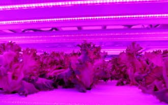 栽培棚でLED光を照射されるレタス