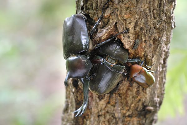 樹液に集まるカブトムシ=写真 永幡嘉之 樹液に集まるカブトムシ=写真 永幡嘉之
