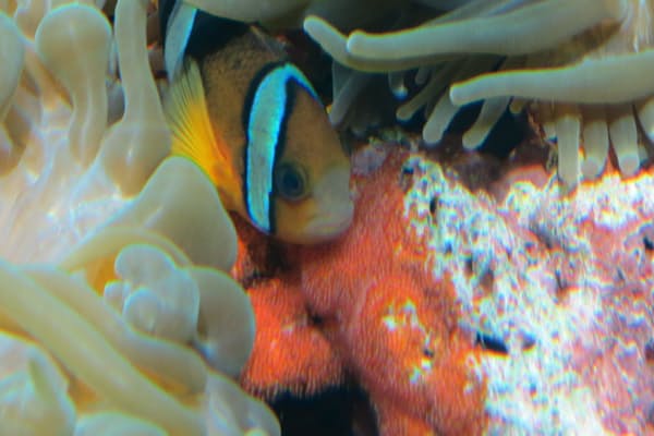 ゼラチン質の卵帯 長さ10メートルにも 東日本でよく獲れるキアンコウ 冬場の鍋の Nikkei Style ゼラチン質の卵帯 長さ10メートルにも 東日本でよく獲れるキアンコウ 冬場の鍋の Nikkei Style