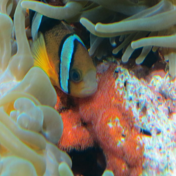 赤い体に白い帯のクマノミ イソギンチャクと共生 日本経済新聞 赤い体に白い帯のクマノミ イソギンチャクと共生 日本経済新聞