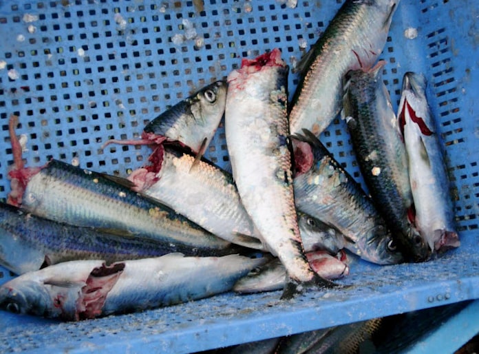 北海道でトドの漁業被害が深刻に 保護策で頭数増加 日本経済新聞 北海道でトドの漁業被害が深刻に 保護策で頭数増加 日本経済新聞