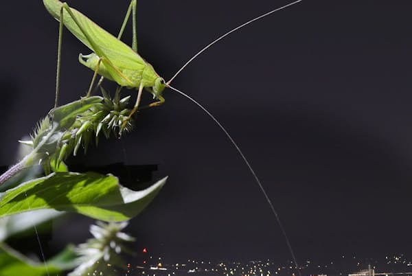 小さな声で鳴くセスジツユムシ=写真 永幡嘉之 小さな声で鳴くセスジツユムシ=写真 永幡嘉之