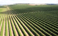 広大なコーヒー畑を持つブラジルの農園と専属契約を結ぶことで、三井物産は品質の高いコーヒー豆を安定的に確保している