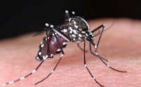 デング熱のウイルスを媒介するヒトスジシマカ(国立感染症研究所昆虫医科学部提供)