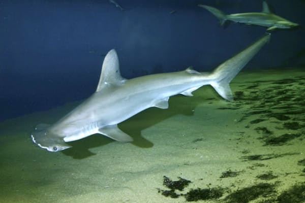 ゼラチン質の卵帯 長さ10メートルにも 東日本でよく獲れるキアンコウ 冬場の鍋の Nikkei Style ゼラチン質の卵帯 長さ10メートルにも 東日本でよく獲れるキアンコウ 冬場の鍋の Nikkei Style