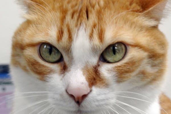 毒蛇と毒虫 有史以前から日本人の災い Nikkei Style 毒蛇と毒虫 有史以前から日本人の災い Nikkei Style