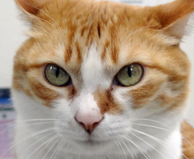 動物の瞳 適応進化の過程で瞳孔の形は様々 Nikkei Style 動物の瞳 適応進化の過程で瞳孔の形は様々 Nikkei Style