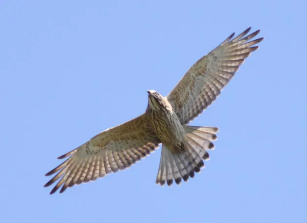 渡りの季節到来 大きさや飛び方でタカを見分けよう Nikkei Style 渡りの季節到来 大きさや飛び方でタカを見分けよう Nikkei Style