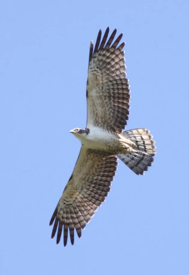 大きいトビは狩りには苦労 渡りの季節到来 大きさや飛び方でタカを見分けよう Nikkei Style 大きいトビは狩りには苦労 渡りの季節到来 大きさや飛び方でタカを見分けよう Nikkei Style