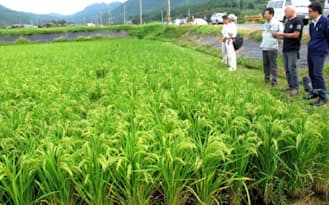 山口東農協では酒米を試験栽培した(山口県岩国市)