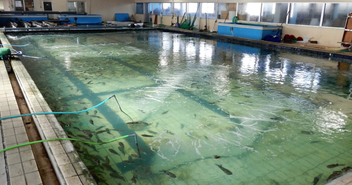 温泉プールで育つフグ 養殖技術にアジア各国が注目 日本経済新聞 温泉プールで育つフグ 養殖技術にアジア各国が注目 日本経済新聞