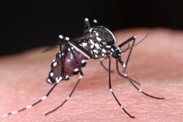 毒蛇と毒虫 有史以前から日本人の災い Nikkei Style 毒蛇と毒虫 有史以前から日本人の災い Nikkei Style