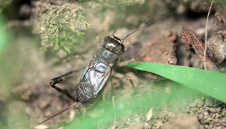 コオロギは昔キリギリスだった 虫の呼び名の謎 日本経済新聞 コオロギは昔キリギリスだった 虫の呼び名の謎 日本経済新聞