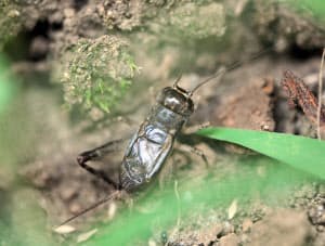 コオロギは昔キリギリスだった 虫の呼び名の謎 日本経済新聞 コオロギは昔キリギリスだった 虫の呼び名の謎 日本経済新聞