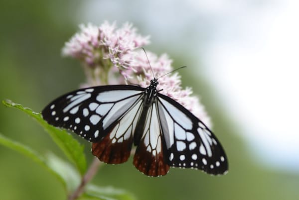 半透明の羽をもつアサギマダラ=写真 永幡嘉之 半透明の羽をもつアサギマダラ=写真 永幡嘉之