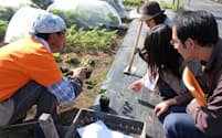 イチゴの苗の植え付け方を説明するアドバイザーの松下公勇さん(左)と利用者ら(川崎市のシェア畑川崎多摩)