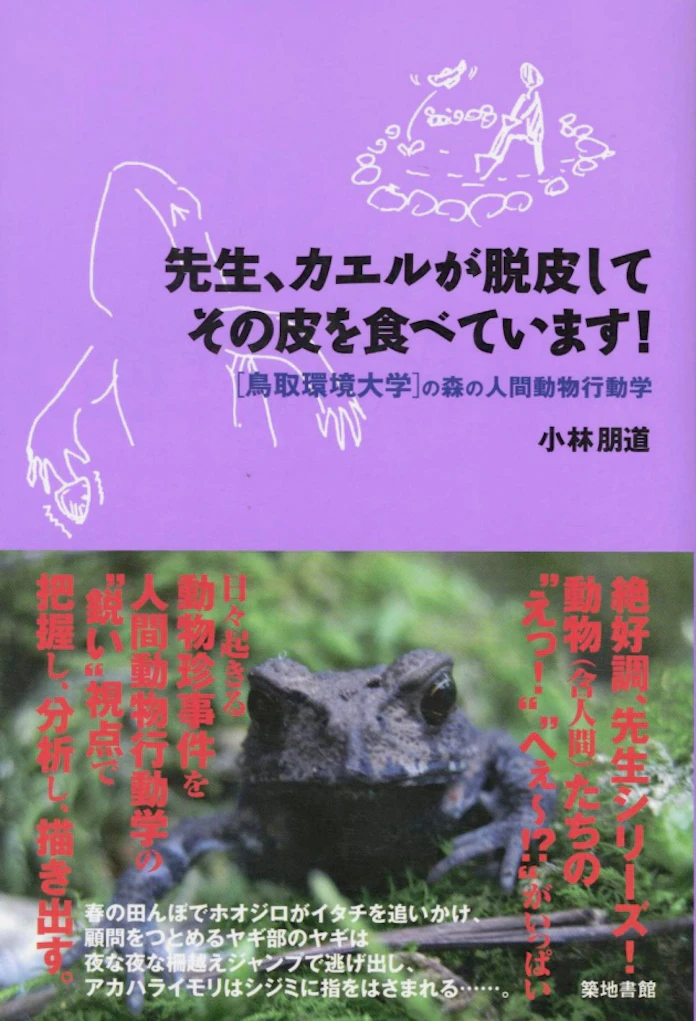 先生 カエルが脱皮してその皮を食べています 小林朋道著 日本経済新聞 先生 カエルが脱皮してその皮を食べています 小林朋道著 日本経済新聞