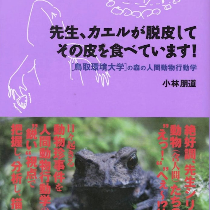 先生 カエルが脱皮してその皮を食べています 小林朋道著 日本経済新聞 先生 カエルが脱皮してその皮を食べています 小林朋道著 日本経済新聞