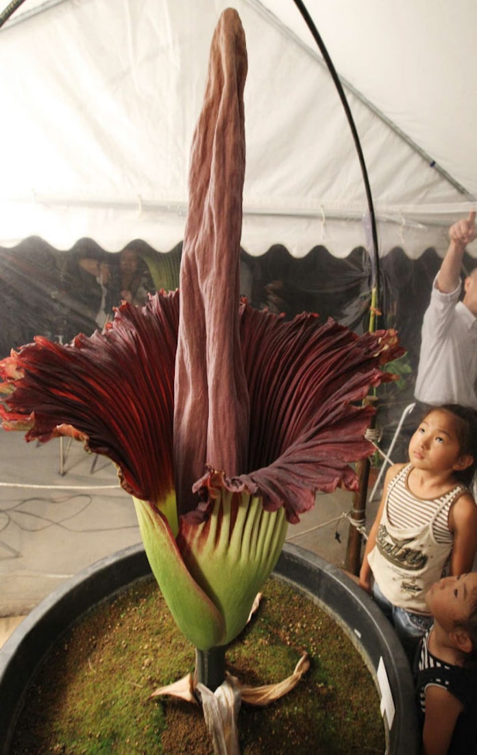 世界最大の花の香りは 腐った野菜と同じ成分 日本経済新聞 世界最大の花の香りは 腐った野菜と同じ成分 日本経済新聞