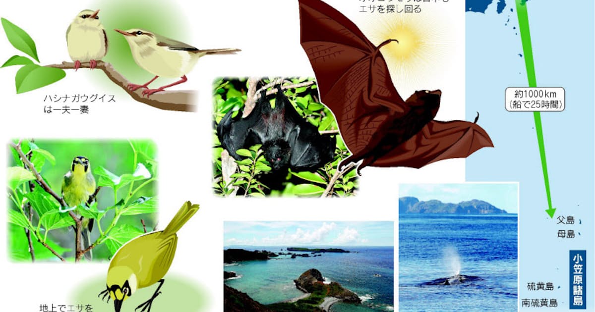 小笠原の不思議な動物 意外な時間 場所で活動 日本経済新聞 小笠原の不思議な動物 意外な時間 場所で活動 日本経済新聞