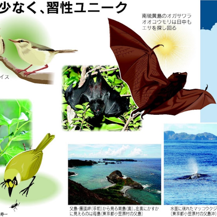 小笠原の不思議な動物 意外な時間 場所で活動 日本経済新聞 小笠原の不思議な動物 意外な時間 場所で活動 日本経済新聞