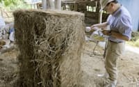 肉牛から放射性セシウムが検出されたことを受け、福島県南相馬市の畜産農家で牛の餌の放射線量を測る担当者（13日）