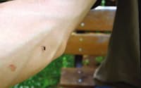 日本には蚊が約100種類、うち30種ほどが人を刺す