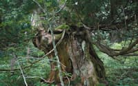 洞爺湖サミットでも注目された金剛杉。樹齢500年超とされる