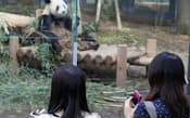 人気のパンダも年間パスを活用し平日に来れば待ち時間が少ない（東京都台東区の上野動物園）