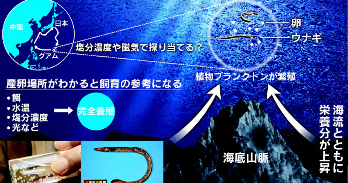 ウナギ産卵の謎秘める海底山脈 磁気など関係か 日本経済新聞 ウナギ産卵の謎秘める海底山脈 磁気など関係か 日本経済新聞