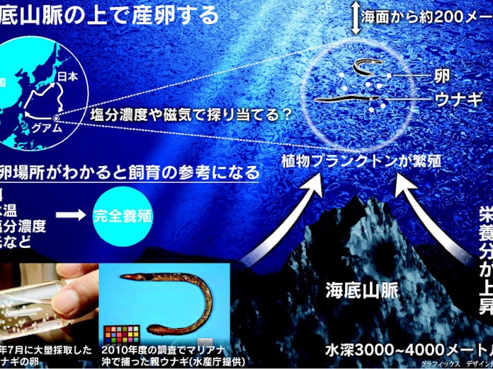 ウナギ産卵の謎秘める海底山脈 磁気など関係か 日本経済新聞 ウナギ産卵の謎秘める海底山脈 磁気など関係か 日本経済新聞
