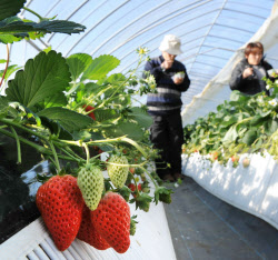 相馬のイチゴ狩り再開 支えてくれた人へ恩返し 日本経済新聞 相馬のイチゴ狩り再開 支えてくれた人へ恩返し 日本経済新聞