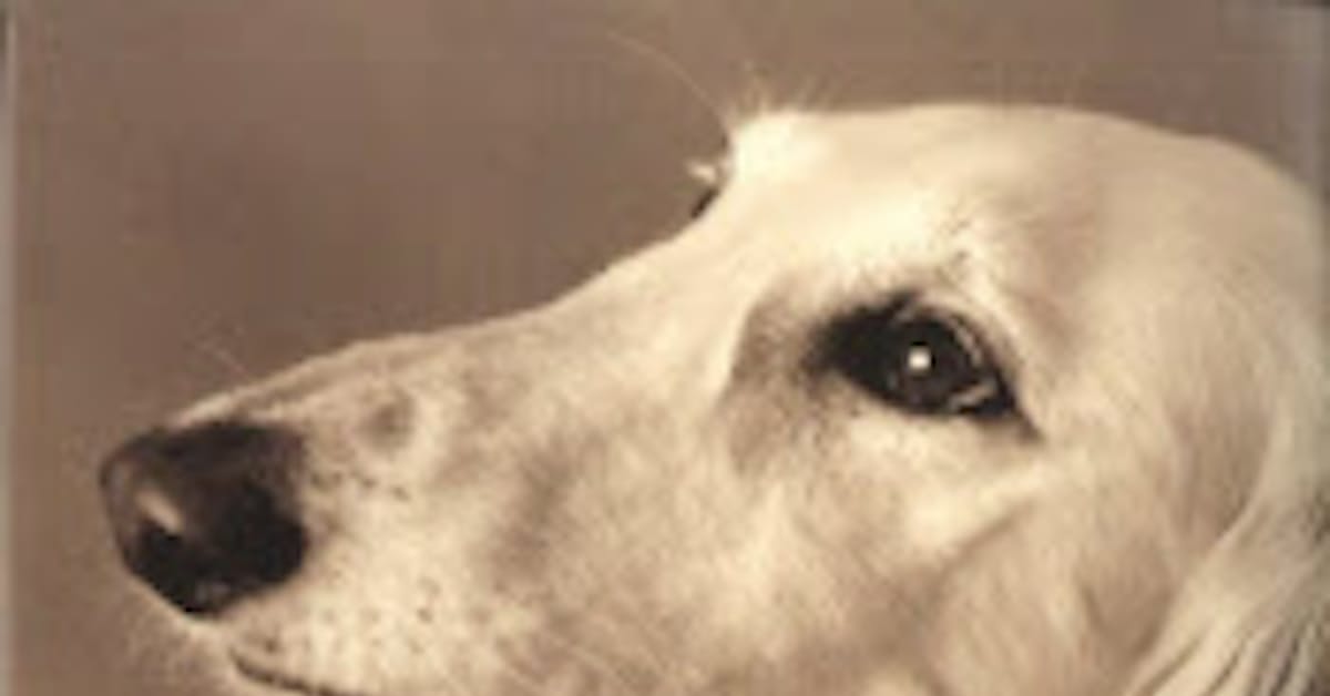 動物が幸せを感じるとき T グランディン C ジョンソン著 日本経済新聞