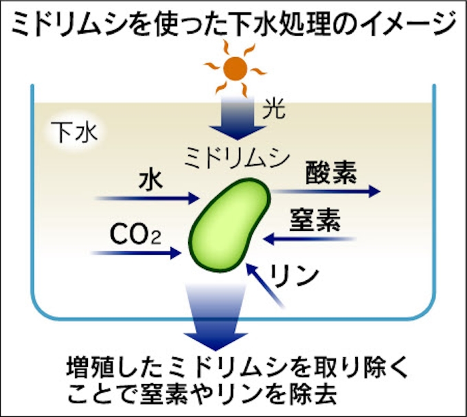 ミドリムシで下水処理 東大キャンパスで実験 日本経済新聞