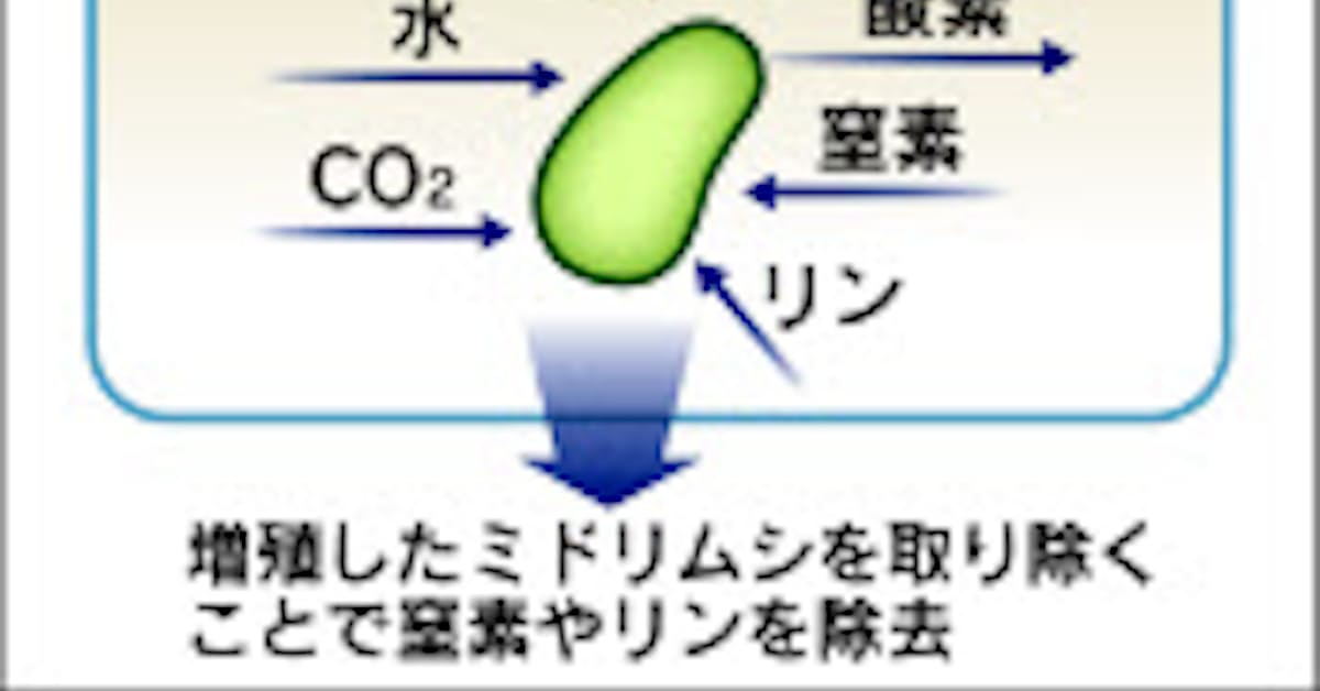 ミドリムシで下水処理 東大キャンパスで実験 日本経済新聞