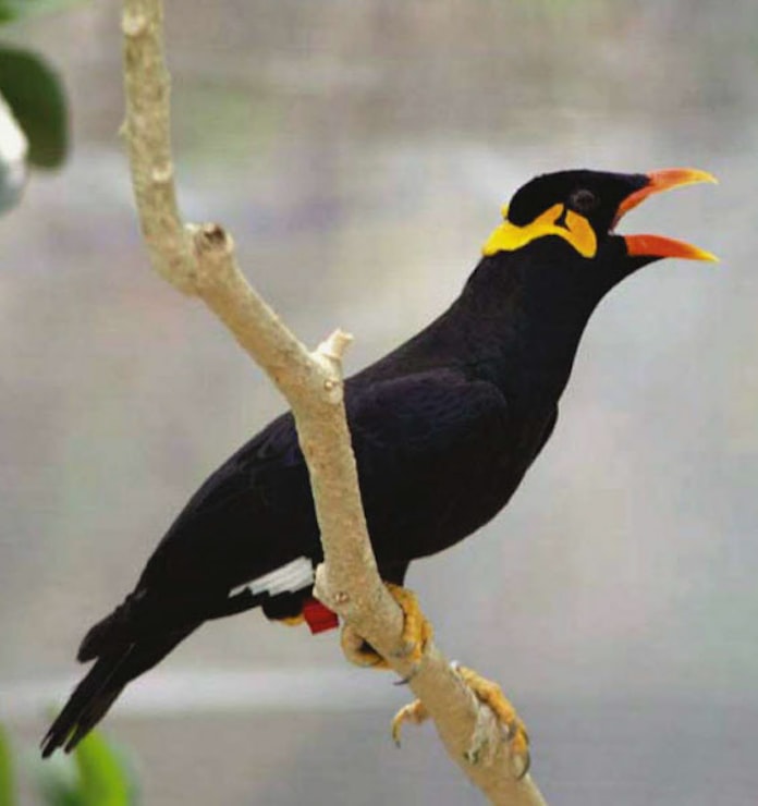 九官鳥はなぜ人の言葉話せるのか 日本経済新聞 九官鳥はなぜ人の言葉話せるのか 日本経済新聞