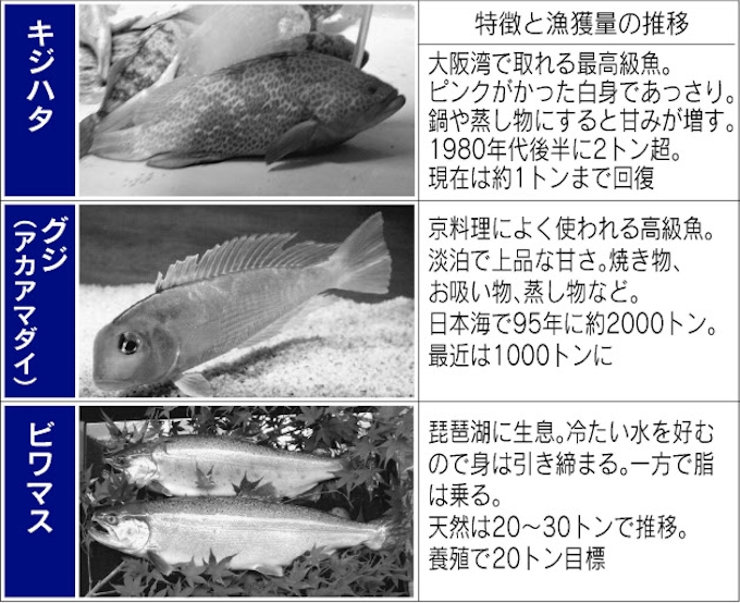キジハタやグジ 高級魚で漁業攻勢へ 関西で養殖技術進む 日本経済新聞