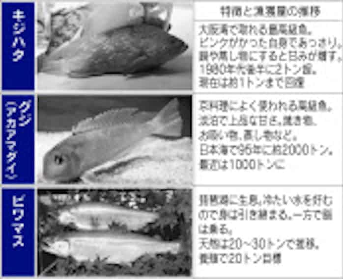 キジハタやグジ 高級魚で漁業攻勢へ 関西で養殖技術進む 日本経済新聞