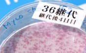 iPS細胞は培養皿で簡単に増やせる（6月、東京都江東区の日本科学未来館に展示された標本）
