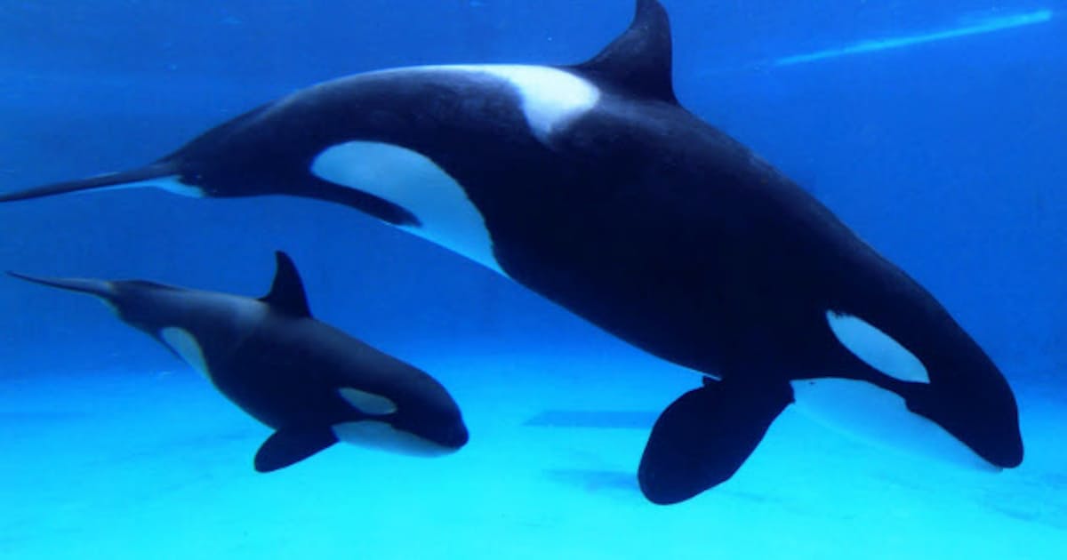 鴨川シーワールド 赤ちゃんシャチの愛称募集 日本経済新聞 鴨川シーワールド 赤ちゃんシャチの愛称募集 日本経済新聞