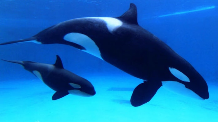 鴨川シーワールド 赤ちゃんシャチの愛称募集 日本経済新聞 鴨川シーワールド 赤ちゃんシャチの愛称募集 日本経済新聞