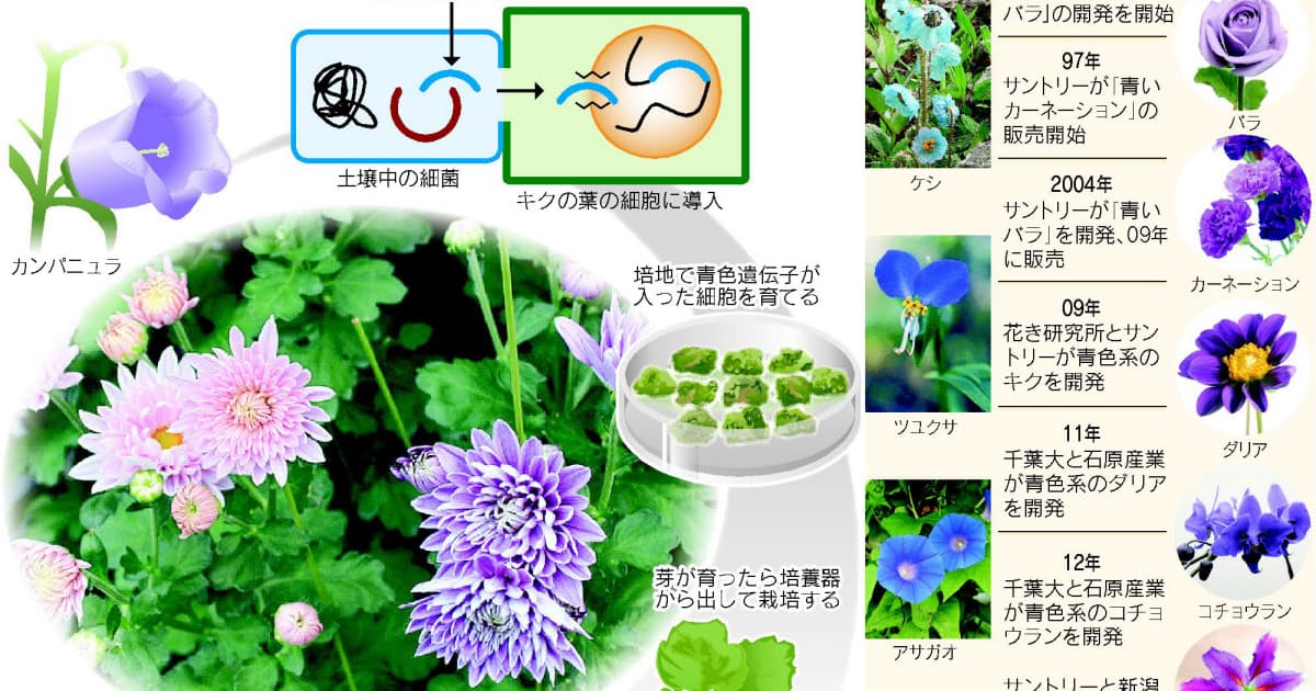 花の色 限りなく青く 色素作る遺伝子組み込み 日本経済新聞 花の色 限りなく青く 色素作る遺伝子組み込み 日本経済新聞