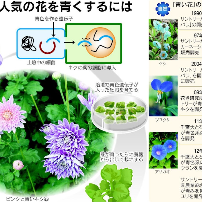 花の色 限りなく青く 色素作る遺伝子組み込み 日本経済新聞 花の色 限りなく青く 色素作る遺伝子組み込み 日本経済新聞