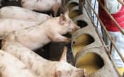源麹研究所は豚の生産に麹菌で発酵させた液体飼料を使う（2月26日、鹿児島県霧島市）