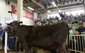 閉鎖される石川家畜市場での子牛の競り（13日、福島県石川町）