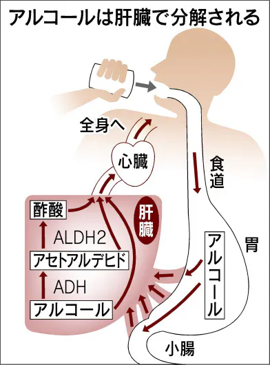 お酒に強い 思い込み禁物 肝臓に脂肪蓄積の恐れ Nikkei Style
