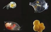 海洋酸性化の影響が懸念されるプランクトン。左上と右上が殻の溶解が確認された浮遊性巻き貝（海洋研究開発機構提供）