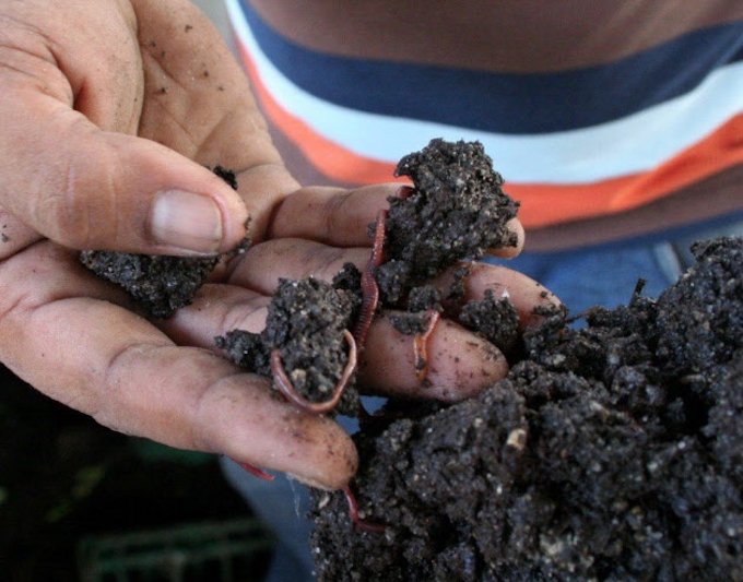 ミミズが変える生ごみ処理 フィリピンで救世主に 日本経済新聞
